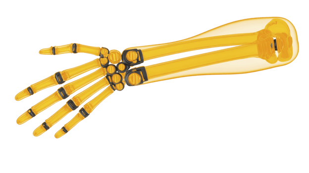 Digital illustration of human hand and forearm skeleton in transparent yellow style, showcasing bones and joints in detailed and educational manner png
