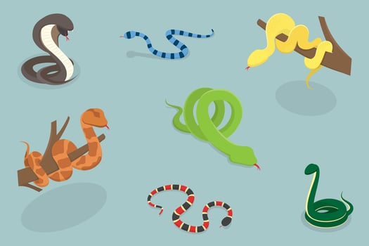 3D Isometric Flat Illustration of Colorful Poisonous Snakes, Vivid Toxic Serpents vector