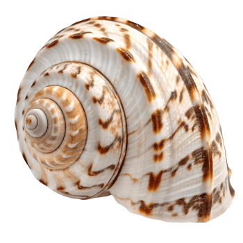 Close up of Elegant Sea Shell, Mollusk Spiral Pattern, Exotic Beach Nature, Coastal Decor, Ocean Wildlife Beauty Transparent Background png