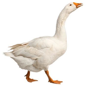 Majestic White Goose Strutting Freely Poultry Bird with Orange Beak and Legs in Natural Isolated Environment Transparent Background png