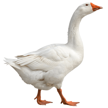 Majestic White Goose Strutting Freely , Orange Beak and Legs, Farm Animal Image Transparent Background png