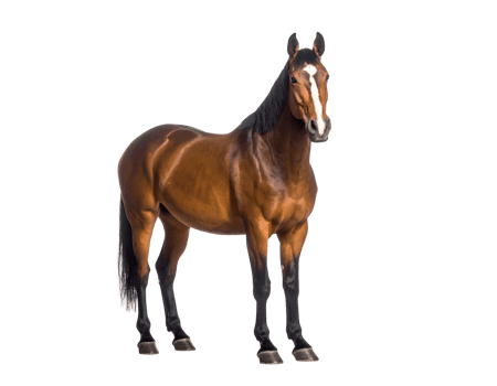 A powerful bay horse with a distinctive white blaze stands confidently, showcasing its athletic build. png
