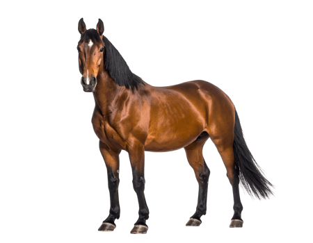 A majestic bay horse with a distinctive white blaze stands poised and powerful, looking directly forward. png