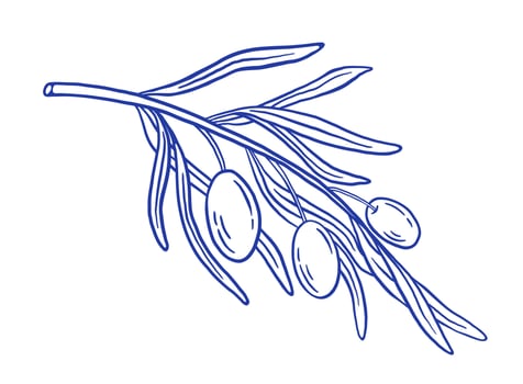 Hand draw olives branch and leaves illustration. vector