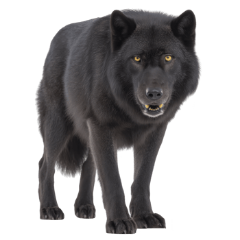 Majestic black wolf stands with fierce expression, showcasing its thick fur and piercing yellow eyes. wolf stance is powerful, exuding strength and confidence in its natural habitat png