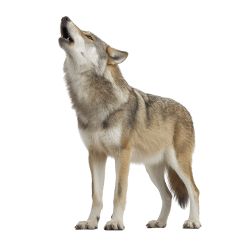 Wolf stands howling with its head tilted upward, showcasing its thick fur and strong build. image captures wild essence and natural beauty of this majestic animal png