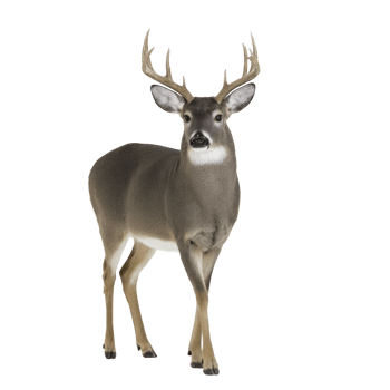 Majestic deer with large antlers stands gracefully, showcasing its elegant posture and natural beauty. deer appears alert and attentive, embodying essence of wildlife in its serene environment png