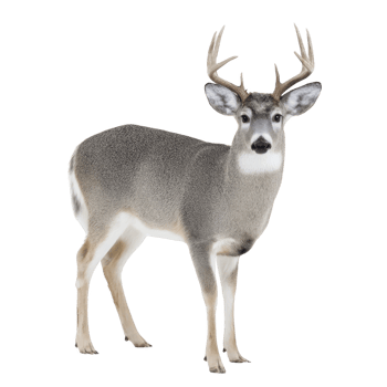 Majestic deer with large antlers stands gracefully, showcasing its natural beauty and elegance. deer fur is mix of gray and white, highlighting its serene presence in wild png