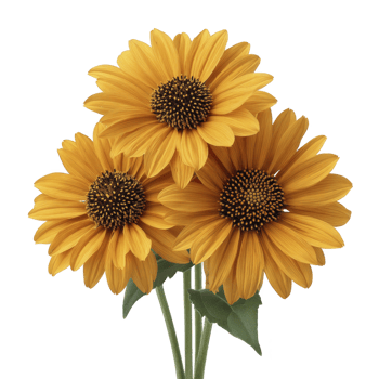 Three vibrant sunflowers with lush green leaves are beautifully arranged, showcasing their bright yellow petals and dark centers. cheerful display evokes sense of warmth and happiness png