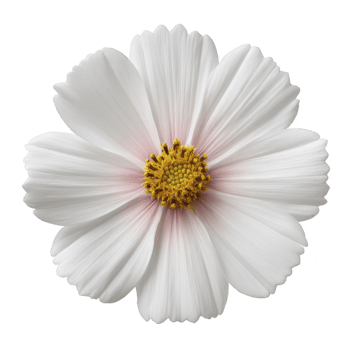 Beautiful white cosmos flower with delicate petals and vibrant yellow center, showcasing nature elegance and simplicity. flower soft texture and subtle pink hues add charm png