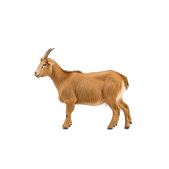 Brown goat stands on transparency background, showcasing its side profile with calm expression. goat fur is short and smooth, and it has single horn visible png