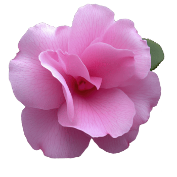 Vibrant pink camellia flower with delicate petals and intricate veining, showcasing natural beauty and elegance. soft hues and detailed texture create serene and calming effect png
