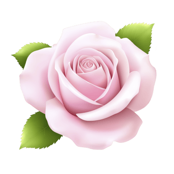 Delicate pink rose with soft petals and vibrant green leaves, symbolizing beauty and elegance. flower is fully bloomed, showcasing its intricate layers and natural charm png