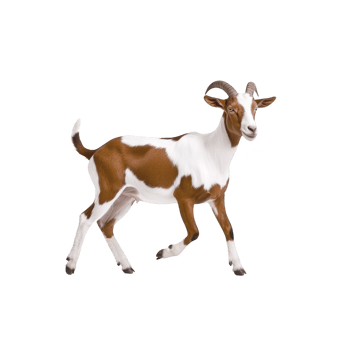 Lively brown and white goat with curved horns stands on transparent background, showcasing its playful nature. goat distinct markings and confident stance make it captivating subject png