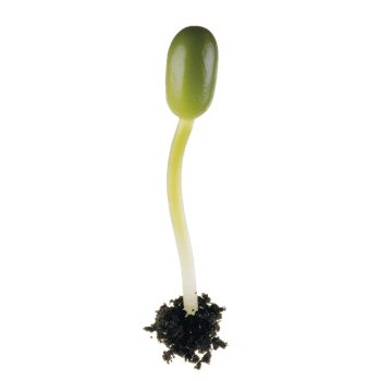 Young green seedling with slender stem and small roots emerges from soil, symbolizing new beginnings and growth. vibrant green color conveys freshness and vitality png