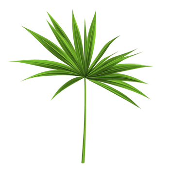 Vibrant green palm leaf with slender stem, radiating tropical and refreshing vibe. leaf fan like shape and lush color evoke sense of nature and tranquility png