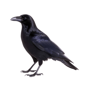 Black crow stands with glossy feathers, showcasing its sleek and mysterious appearance. bird sharp beak and intelligent eyes are prominent, adding to its enigmatic aura png