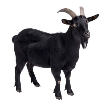 Black goat with curved horns stands facing forward, showcasing its textured fur and alert expression. goat stance and features are clearly visible against plain background png