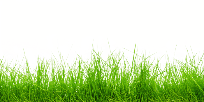 A grassy field with a transparent background png