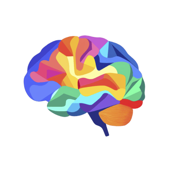 Colorful abstract illustration of human brain, featuring vibrant geometric shapes and spectrum of colors, symbolizing creativity and intelligence png
