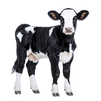Cute black and white calf stands facing forward, showcasing its distinctive markings and curious expression. young cow ears are perked up, adding to its adorable appearance png