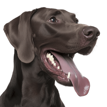 Happy brown dog with its tongue out, showcasing its playful and friendly nature. dog shiny coat and expressive eyes add to its charm, making it endearing pet portrait png