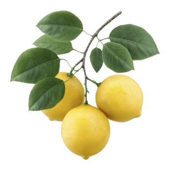 Three ripe lemons with vibrant green leaves on branch, showcasing fresh citrus fruit. bright yellow lemons contrast beautifully with lush foliage, evoking sense of freshness png