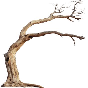 Solitary, twisted, and leafless tree stands against transparency background, showcasing its intricate branches and textured bark. tree unique shape evokes sense of resilience and natural beauty png