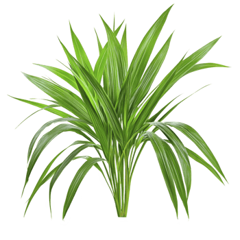 Lush green tropical plant with long, slender leaves radiating from center, creating vibrant and fresh appearance. plant vivid color and elegant form evoke sense of tranquility png