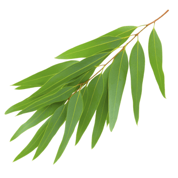 Branch of fresh green eucalyptus leaves with natural, vibrant appearance. elongated leaves are arranged in overlapping pattern, showcasing their smooth texture and vivid color png