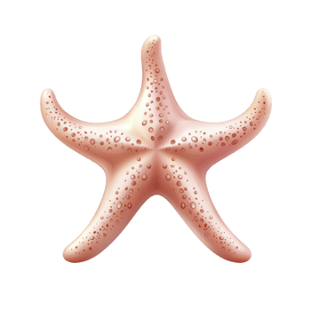 Realistic starfish illustration with textured surface and soft pink hues, showcasing its natural beauty and marine charm. Perfect for ocean themed designs png