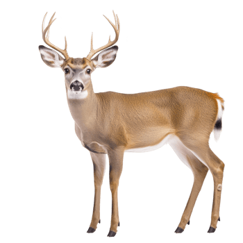 Majestic deer with large antlers stands gracefully, showcasing its elegant posture and natural beauty. deer appears alert and attentive. png