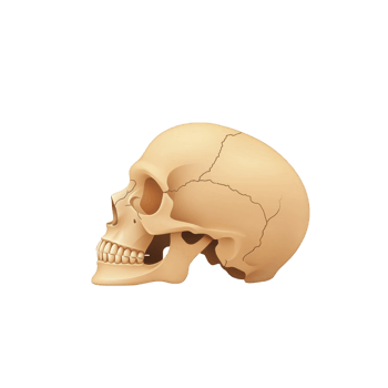 Detailed illustration of human skull profile view, showcasing bone structure and anatomical features. image highlights skull natural color and texture, providing educational and scientific png