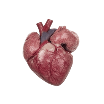 Realistic depiction of human heart, showcasing detailed anatomy with visible arteries and veins. image highlights heart complex structure and vital role in circulatory system png