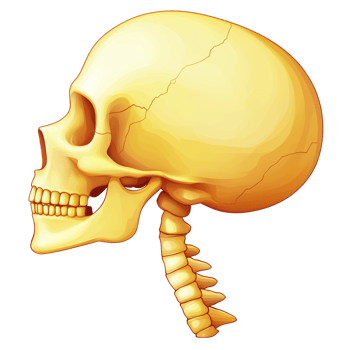 Detailed illustration of human skull in profile view, showcasing bone structure and vertebrae. image highlights anatomical features with realistic and educational style png