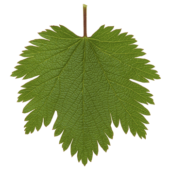 Single green leaf with serrated edges and visible veins, isolated on transparency background, showcasing its natural texture and intricate details png