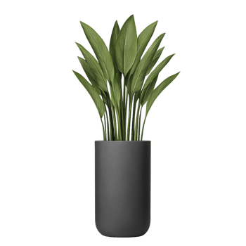 Tall, elegant plant with long green leaves is placed in sleek, modern black pot, creating minimalist and stylish look suitable for contemporary interiors png