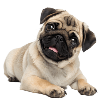 Adorable fawn pug puppy with big eyes and tongue out isolated on transparent background png