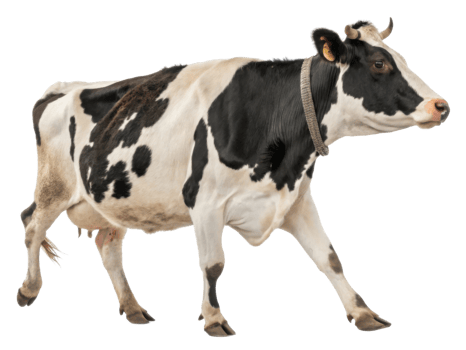 Dairy cow walks gracefully across farm, showcasing its beautiful black and white coat while embodying essence of rural life png
