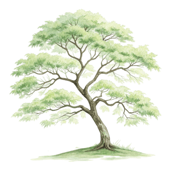 A watercolor illustration of a tree green png