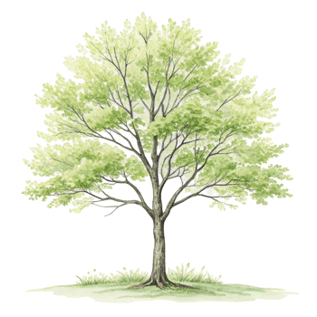 watercolor illustration of a tree png