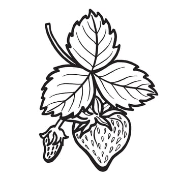 Strawberry with leaves hand drawn illustration for food product desing. Fresh berries black and white sketch, organic food. Summer fruit in line art style for cosmetic. vector
