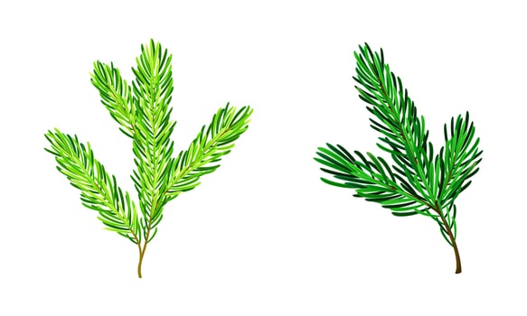 Pine tree branches set. Christmas decoration element cartoon illustratio vector
