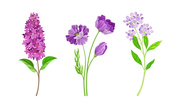 Wild meadow herbs and flowers set. Pink blooming flowers illustration vector