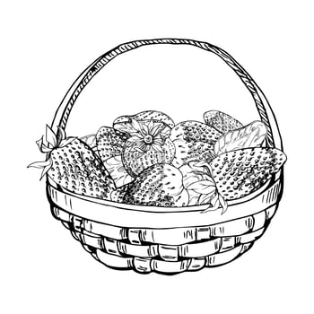Strawberry in weaved basket, hand drawn in ink, ripe picked garden berry harvest heap, pineberry strasberry snakeberry. Isolated illustration. Restaurant menu, cookbook, farmers market grocery vector