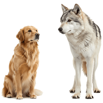 A golden retriever sitting next to a wolf looking away on a plain studio style presentation image on transparent background png