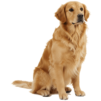 A golden retriever sitting with a neutral expression on a plain color isolated background studio shot on transparent background png