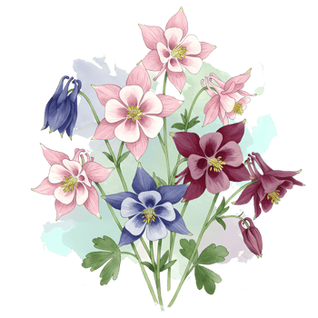 A group of columbine flowers with pink purple and blue petals with a light watercolor style effect on transparent background png