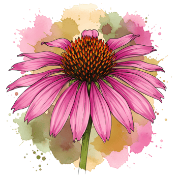 Watercolor style drawing of a coneflower with pink petals and a textured orange center on a splashy backdrop on transparent background png