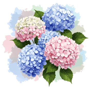 Watercolor style rendering of several hydrangea blossoms in various shades of blue and pink hues on transparent background png